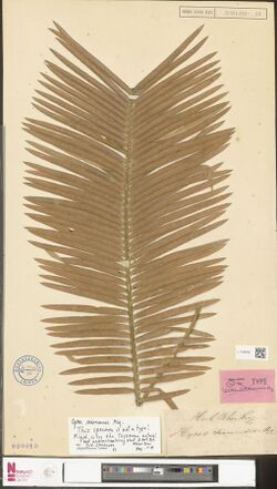 Naturalis Biodiversity Center - L.1180292 - Cycas siamensis Miq. - Cycadaceae - Plant type specimen.jpeg