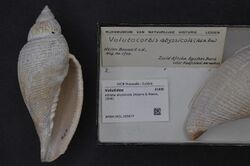 Naturalis Biodiversity Center - RMNH.MOL.209977 - Athleta abyssicola (Adams & Reeve, 1848) - Volutidae - Mollusc shell.jpeg