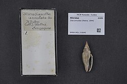 Naturalis Biodiversity Center - RMNH.MOL.216640 - Ziba annulata (Reeve, 1844) - Mitridae - Mollusc shell.jpeg