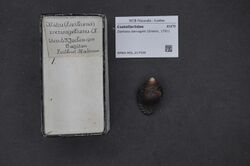 Naturalis Biodiversity Center - RMNH.MOL.217539 - Zierliana ziervogelii (Gmelin, 1791) - Costellariidae - Mollusc shell.jpeg