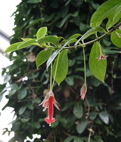 Nematanthus crassifolius 01.jpg