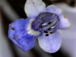 New Guinea teak (Vitex cofassus) flower closeup.jpg