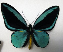 Ornithoptera aesacus m.jpg