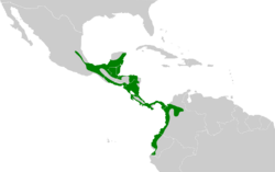 Pachysylvia decurtata map.svg
