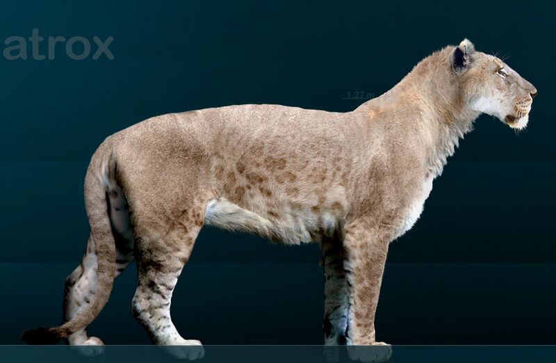 File:Panthera leo atrox Sergiodlarosa.jpg