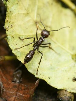 Paraponera clavata.jpg