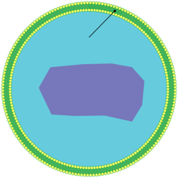 Peroxisome.svg