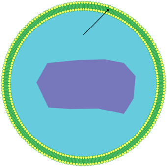 Peroxisome.svg