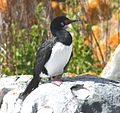 Phalacrocorax magellanicus - Magellan Cormorant 02.jpg