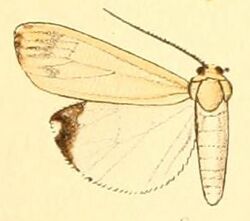 Pl.50-06-Utetheisa lactea (Butler, 1884).JPG