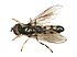 Platycheirus angustatus (Syrphidae) - (male imago), Elst (Gld), the Netherlands - 2.jpg