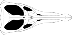 Pliosaurus Skull Dorsal View - Extracted.png
