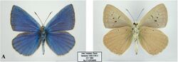 Polyommatus karindus saravandi male upperside (left) and underside (right).jpg