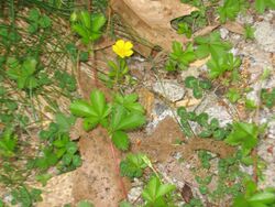 Potentilla canadensis.jpg