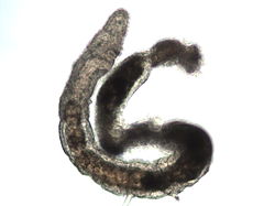 Picture of Psammodrilus balanoglossoides