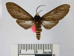 Pseudopharus cornelia.JPG