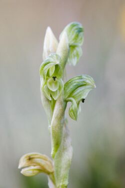 Pterostylis crassicaulis.jpg