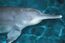 Qiqi, a Chinese River Dolphin (Baiji) 26.jpg