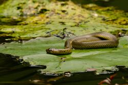 Rainbow Water Snake (Enhydris enhydris) (7845020860).jpg