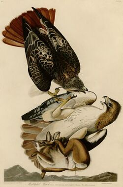Red-tailed Hawk (Audubon).jpg