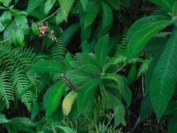 RhytidophyllumAuriculatumPlant.jpg