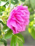 Rose, Pierette Pavement, バラ, ピーレッテ ペーブメント, (14153075241).jpg