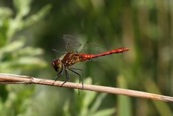 Ruddy darter dragonfly (Sympetrum sanguineum) almost adult male wings high.jpg