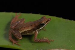 Sapo - de - bromélia - Dendrophryniscus leucomystax.jpg