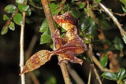 Satanic leaf-tailed gecko (Uroplatus phantasticus) Ranomafana 4.jpg