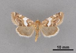 Schinia argentifascia MEM366170.jpg