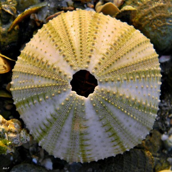 File:Sea Urchin Endoskeleton.jpg