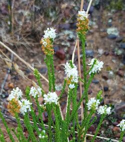 Selago ramosissima - Riversdale.jpg