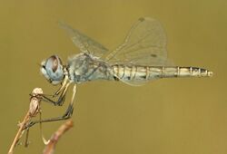 Selysiothemis nigra.jpg