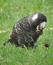 Short Billed Black Cockatoo Feeding.jpg