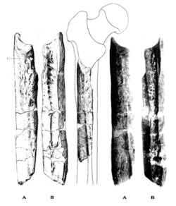 Sinanthropus Femur VII.png