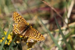 Speyeria edwardsii2.jpg