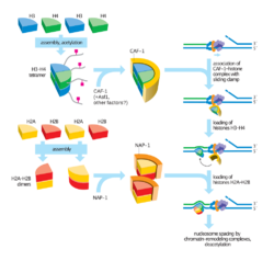 Steps in nucleosome assembly.svg