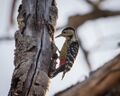 Stripe-breasted Woodpecker.jpg