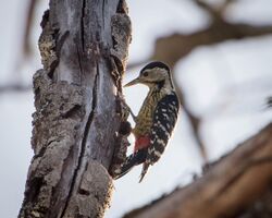 Stripe-breasted Woodpecker.jpg