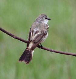 Suiriri islerorum - Chapada Flycatcher.JPG