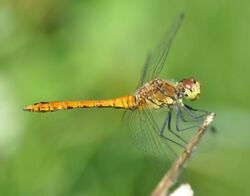 Sympetrum sanguineum qtl4.jpg