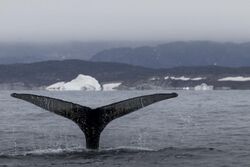 Tail of Humpback Whale Megaptera novaeangliae in Disko Bay Greenland - Buiobuone 02.jpg