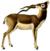 The book of antelopes (1894) Antilope cervicapra (white background).png