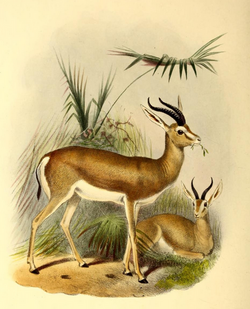 The book of antelopes (1894) Gazella isabella.png