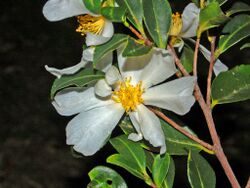 Theaceae - Tutcheria virgata.JPG