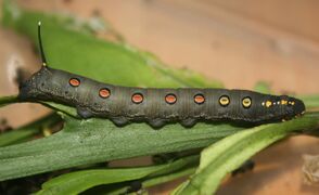 Theretra oldenlandiae larva.jpg