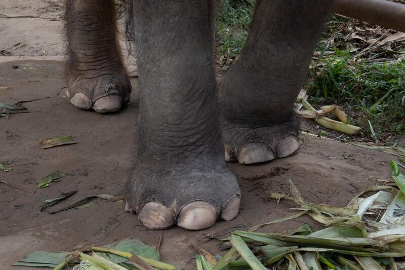 File:Toes of an Asian elephant.jpg