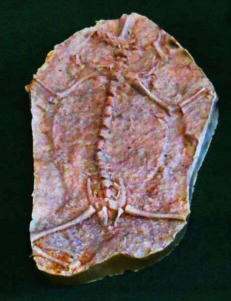 File:Triadobatrachus massinoti.JPG