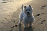 West Highland White Terrier Yoshi.jpg