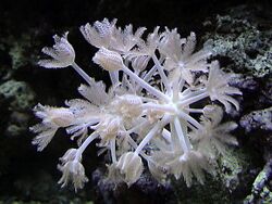 Xenia coral.jpg
